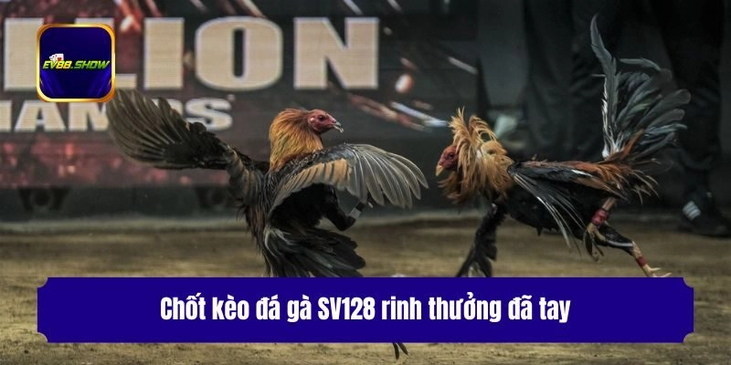 Sảnh Đá Gà SV128 - Nơi Quy Tụ Trận Đấu Hấp Dẫn Đỉnh Cao 3 Chốt kèo đá gà SV128 rinh thưởng đã tay