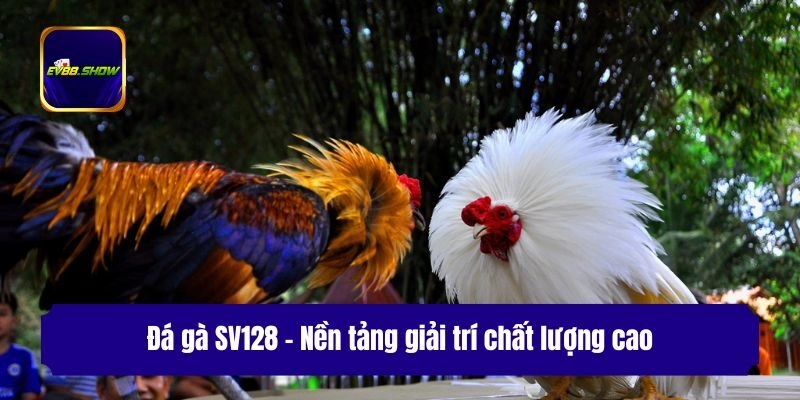 Sảnh Đá Gà SV128 - Nơi Quy Tụ Trận Đấu Hấp Dẫn Đỉnh Cao 1 Đá gà SV128 - Nền tảng giải trí chất lượng cao