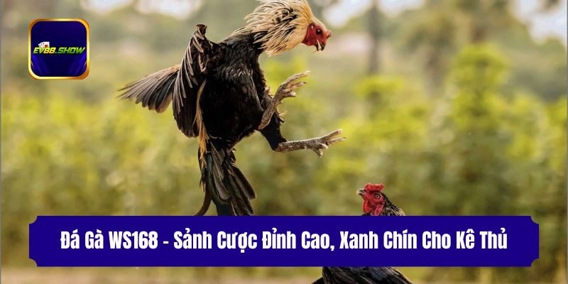 da ga ws168 sanh cuoc dinh cao xanh chin cho ke thu